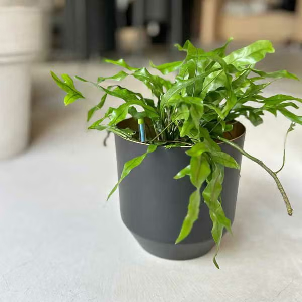 CLOVER アルミプランター Φ13 ブラック