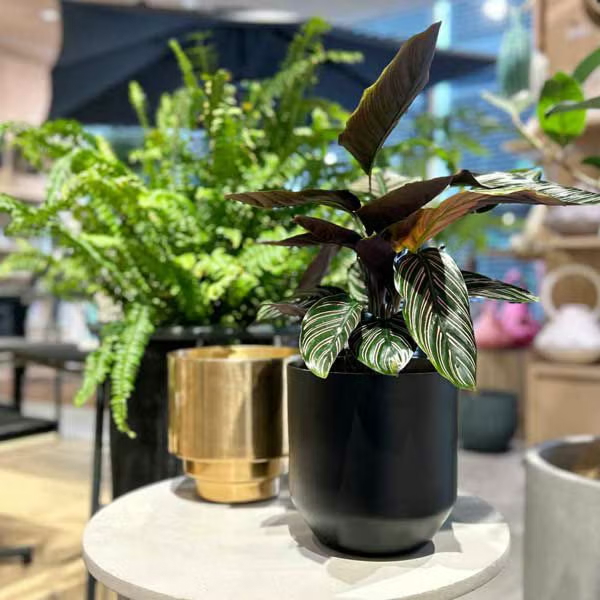 CLOVER アルミプランター Φ17 ブラック